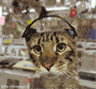 :kittyrock: