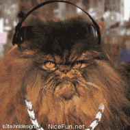 :bigkittydance: