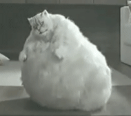:fatcatdance: