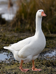 :goose:
