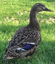 :duck: