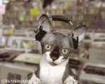 :kittenrock2: