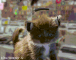 :kittenrock: