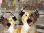 :kittyhardjam: