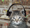 :kittyjam: