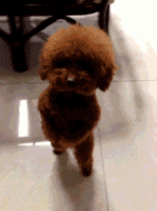 :poodledance: