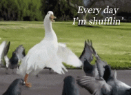 :shufflin:
